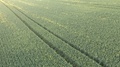 Crop Of Common Wheat Triticum Aestivum From Above 4k Drone Video