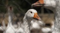 Beautiful White Goose In The Farmaland. Animal, Nature, Farm