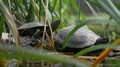 Two Turtles Enjoying And Watching The Environment