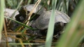 Two Turtles Enjoying In The Sun Near A Swamp