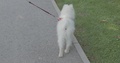 A Person Is Walking A Cute White Dog In A Park
