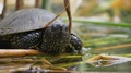 A Slightly Moving Footage Of A Turtle Enjoying In A Swamp