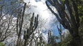 Giant Candelabra Cactus Plants Near Tortuga Bay, Santa Cruz Galapagos