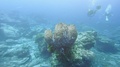 Scuba Diver Dive Pass Giant Coral In Clear Blue Sea