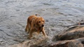 Wet Dog Climbing On Shore After Swimmimg - Labrador Retriever Bathing In Water