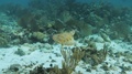 Pond5 Sea turtle swimming along coral reefs in blue caribbean ocean