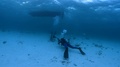 4k Underwater Photographer Filming Diver Feeding Sting Ray