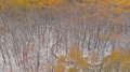 Drone Moving Forward Slowly Above A Snowy Brightly Colored Autumn Forest.