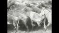 1930s: South America: Cattle Farming In South America. Man On Horse Moves