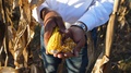 Black Farmer Picking The Kernels Off A Freshly Harvested Corn Cob.