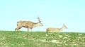 Wild Deer Nips Grass In Meadow. Nature, Beautiful Animals Live In Their Habitat.