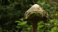 Close Up Of A Tree Stump Carved Like A Toadstool