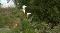 An Arum Lily Plant With Large White Flowers