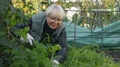 Happy Caucasian Lady Gardening At Vegetable Patch