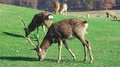 Wild Deer Nips Grass In A Green Meadow. Beautiful Animals Live In Their Habitat
