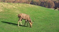 Wild Deer Nips Grass In A Green Meadow. Beautiful Animals Live In Their Habitat.