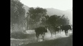 1930s: South America: Man Takes Horses Along Track. Man On Horse In Traditional