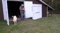 A Man Storing His Lawn And Garden Tractor In The Barn With His Dog Running