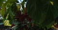 Leaves Of Heliconia Metallica At Sunny Garden Center, Slow Motion