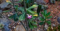 Pink Tropical Flower Amongst Cactus Garden Setting