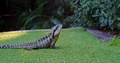 Motionless Alert Eastern Water Dragon Lizard On Grass, Slow Motion