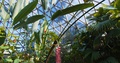 Sawtooth Heliconia Plant At Brisbane Botanical Gardens, Slow Motion