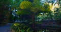 Tropical Fern Tree Amongst Lush Vegetation, Slow Motion