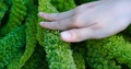 Female Hand Touching The Green Furry Foliage, Close Up