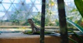 Eastern Water Dragon Motionless, Botanical Garden Center, Slow Motion