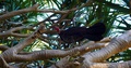 Australian Bush Turkey Perched On Tree Branch, Low Angle