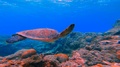 A Young Sea Turtle Swimming Over A Beautiful Reef System And Passing A