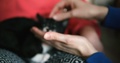 Young Black Cat Is Enjoying The Cuddles And Stroke By Owner While Sitting