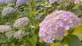 A Cluster Of Flowery Hydrangea Plant In Full Bloom