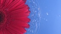 Flower Daisy Gerbera Flying Into The Water Splattering With Drops