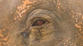 Closeup Of An Intelligent And Wise, Asian Elephant's Weeping Eye, Blinking.
