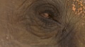 Beautiful Close Up Of The Blinking Eye Of An Asian Elephant.