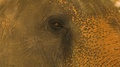 Gorgeous Close-Up Of The Blinking Eye Of An Asian Elephant.