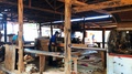 Interior Of Illegal Wood Processing Plant In The Amazon Rainforest.
