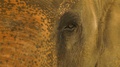 Beautiful Close Up Of An Elephant's Face And Eye.