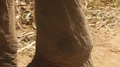 Close Up Of An Elephant's Feet And Tail.