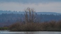 A Flock Of Dunlin Form Murmurations By A Bald Eagle On The Puget Sound