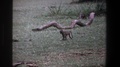 Pretoria South Africa-1969: Baby Monkey Walking To Mother And Jumps On Her Back