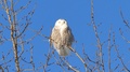 Snowy Owl Bubo Scandiacus Perched High In A Tree With Blue Sky - Hd 24fps