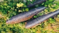 Aerial Shot Of Three Whales Rock In Phu Sing Country Park In Bungkarn, Thailand.