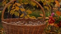 Large Wicker Basket With Walnuts Next To Vase Of Flowers Outside On Table.