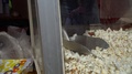 Salty And Sweet Popcorns Popper Bang In Popcorn Machine. Gimbal Motion Shot