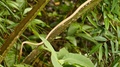 Vine Snake Perched Not Moving On Spiky Tropical Plant Stem