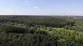 4k Aerial Fly Over A Mixed Forest In Sunny Summer Day