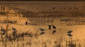 Egrets And Ibis Birds On Rice Field At Dawn