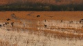Glossy Ibis Birds Flying Over Rice Field At Dawn